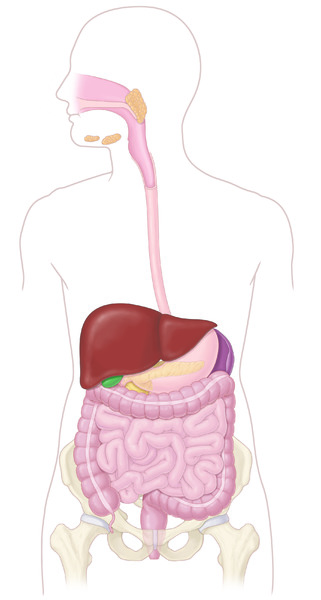 Anatomski prikaz organa za varenje