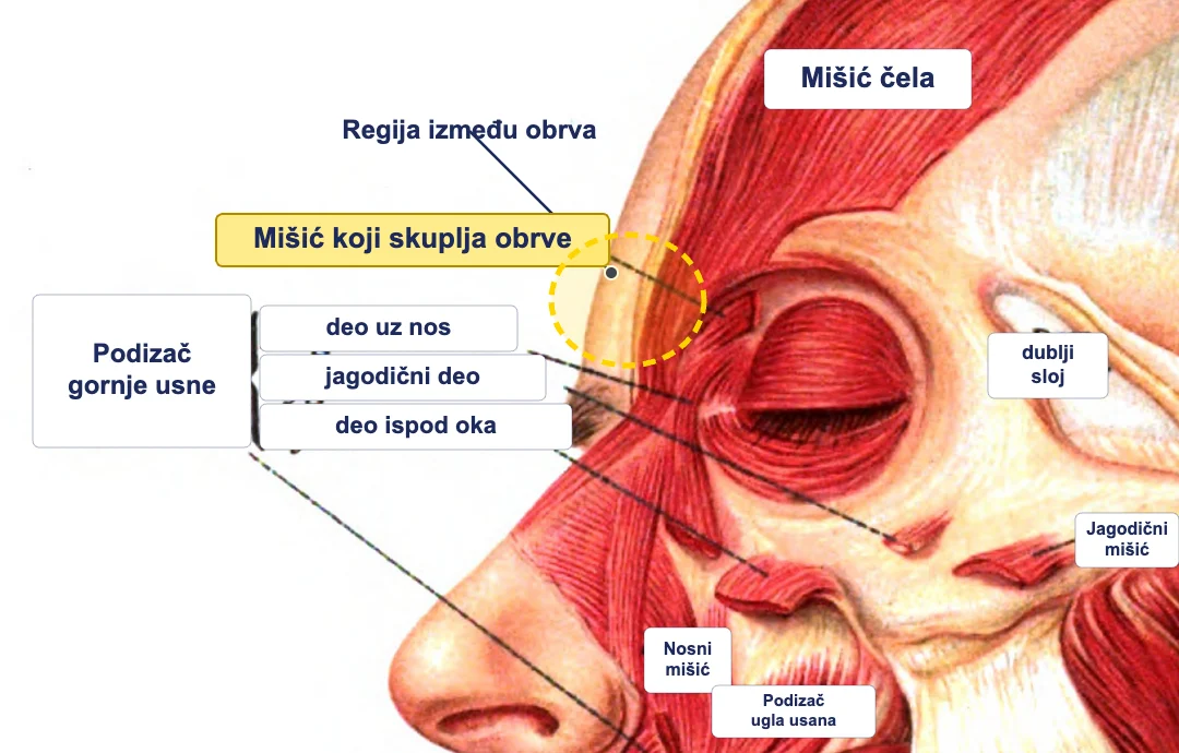 Mišić koji skuplja obrve – anatomska ilustracija