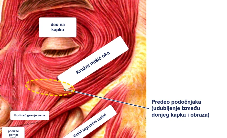 Predeo podočnjaka ispod oka – anatomska ilustracija
