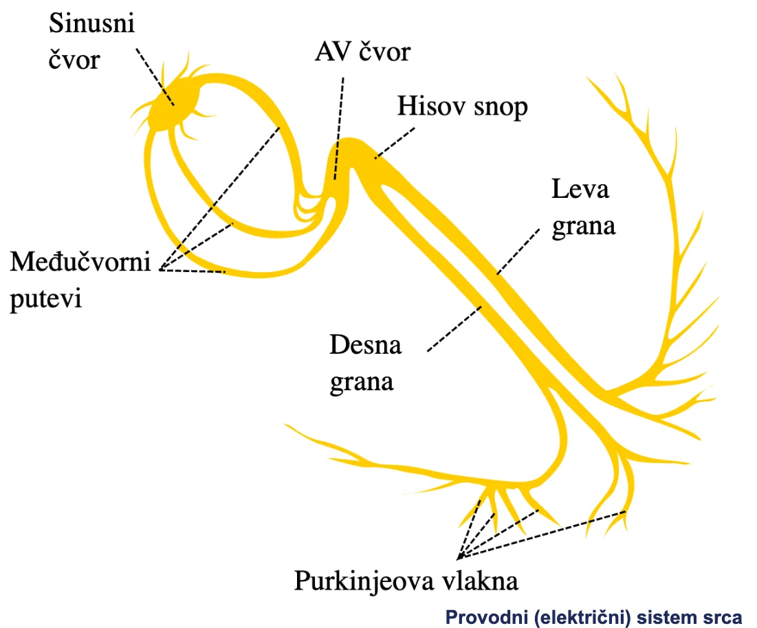 Provodni (električni) sistem srca – ilustracija