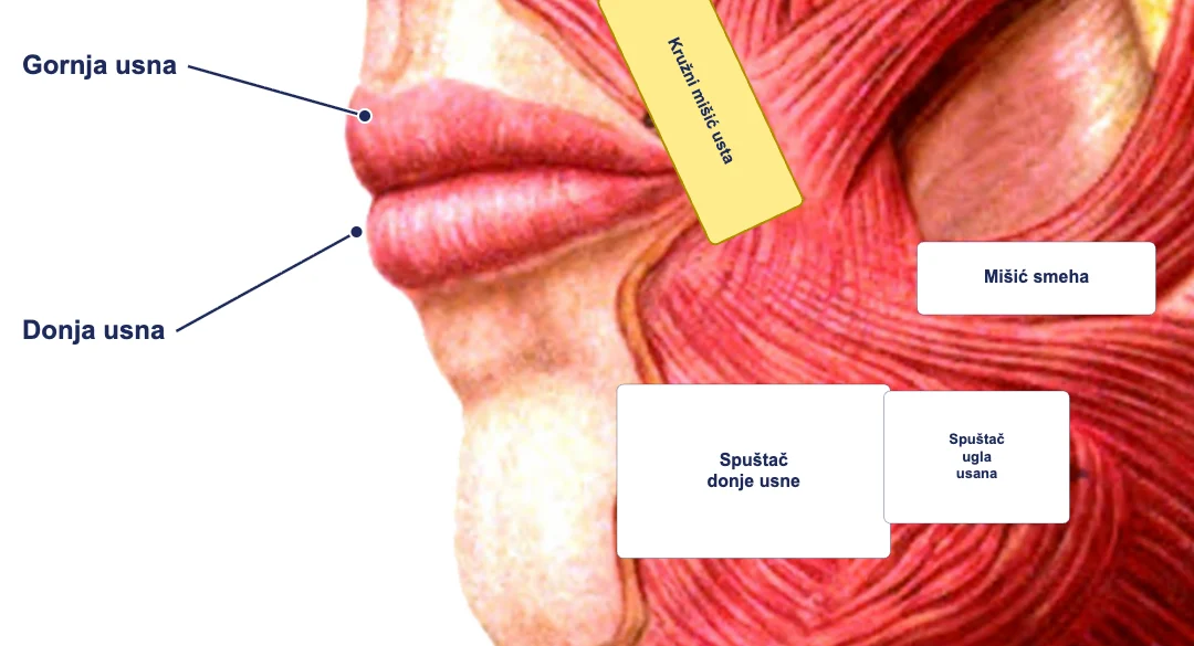 Usne i kružni mišić usta – anatomska ilustracija